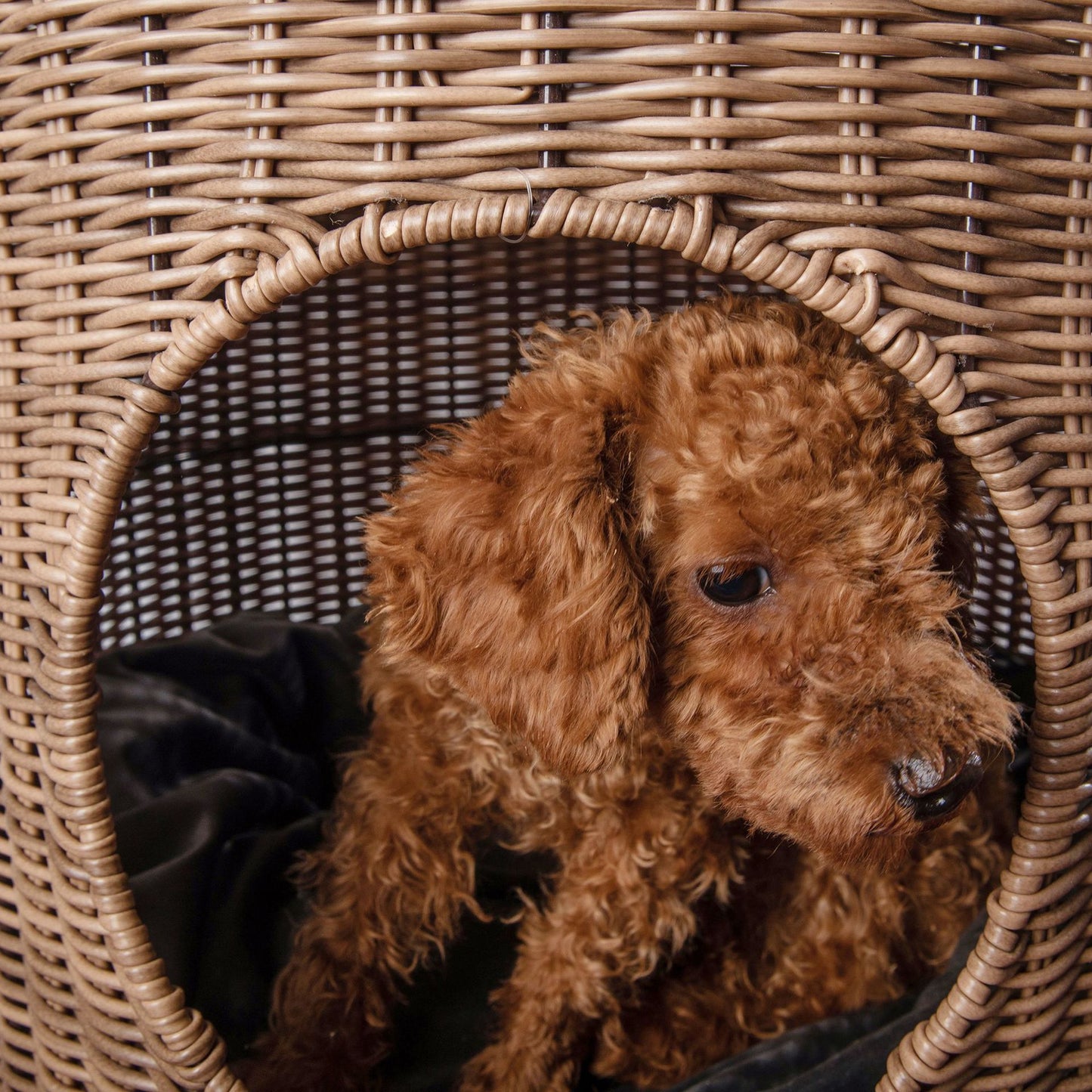 Woven Cat Bed | Wicker Cat Bed | Pet Maze