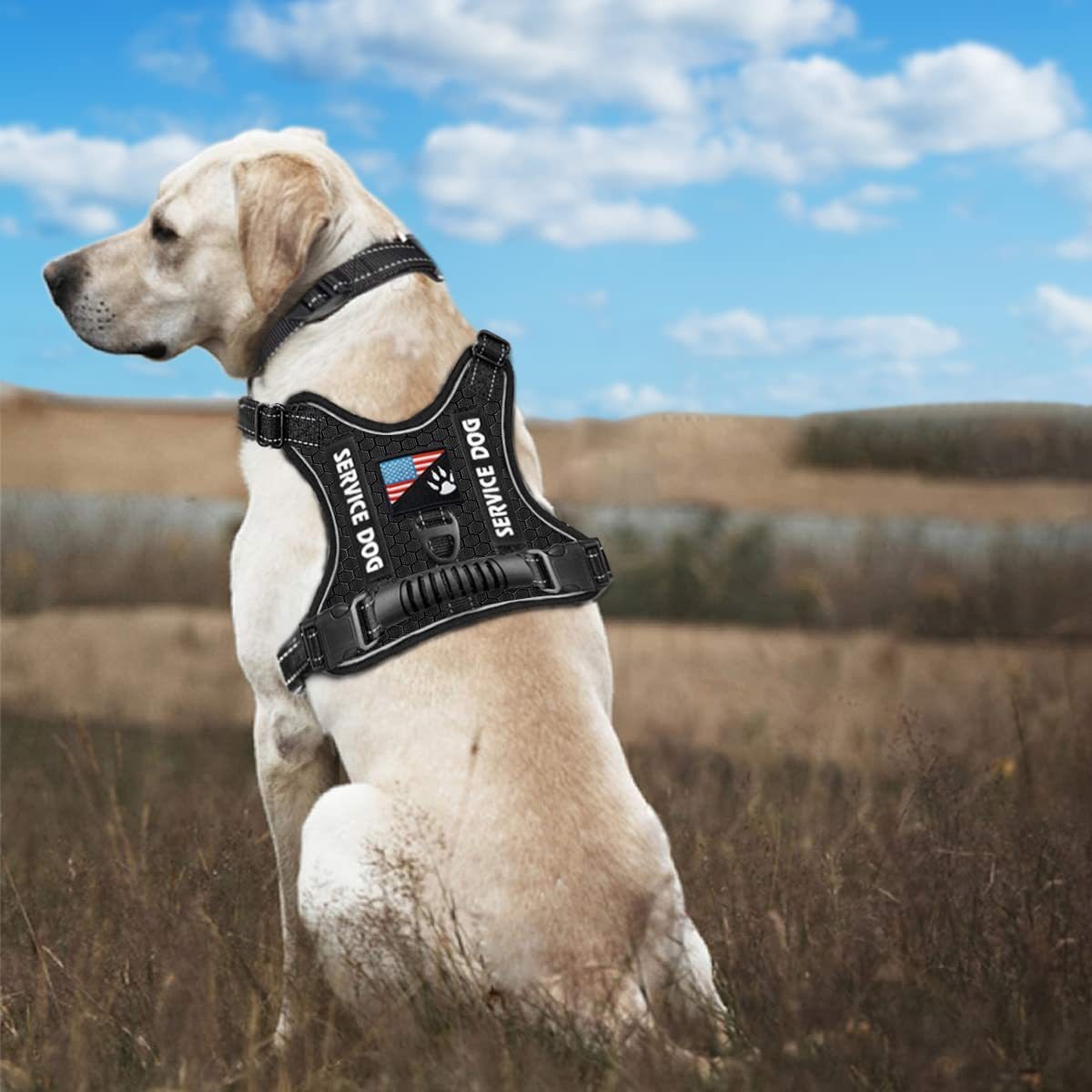 New Fashion Explosion-Proof Shock Absorption Comfortable Night Vision Reflective Pet Chest Strap Undershirt Traction Chest Strap Leash