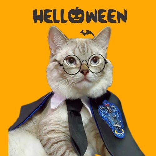 Factory wholesale Pet Cute high quality cloak decoration for Halloween